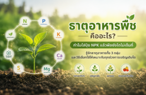 ธาตุอาหารพืชคืออะไร? ทำไมใส่ปุ๋ย NPK แล้วพืชยังโตไม่เต็มที่ chatgpt image jul 15, 2026, 07 57 58 pm